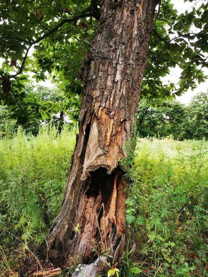 圖為2021年10月拍攝的秦嶺北麓百年板栗古樹遭破壞情況。人民網(wǎng)記者 吳超攝