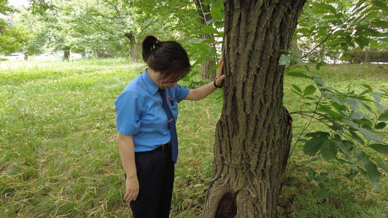 惠琳琳仔細(xì)查看古樹生長(zhǎng)近況。人民網(wǎng) 黨童攝