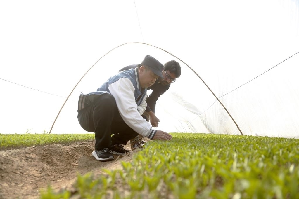 巴基斯坦旁遮普省木爾坦的中巴辣椒訂單種植項目辣椒育苗大棚內，中國農業(yè)專家?guī)ьI巴基斯坦技術員查看辣椒秧苗生長情況。