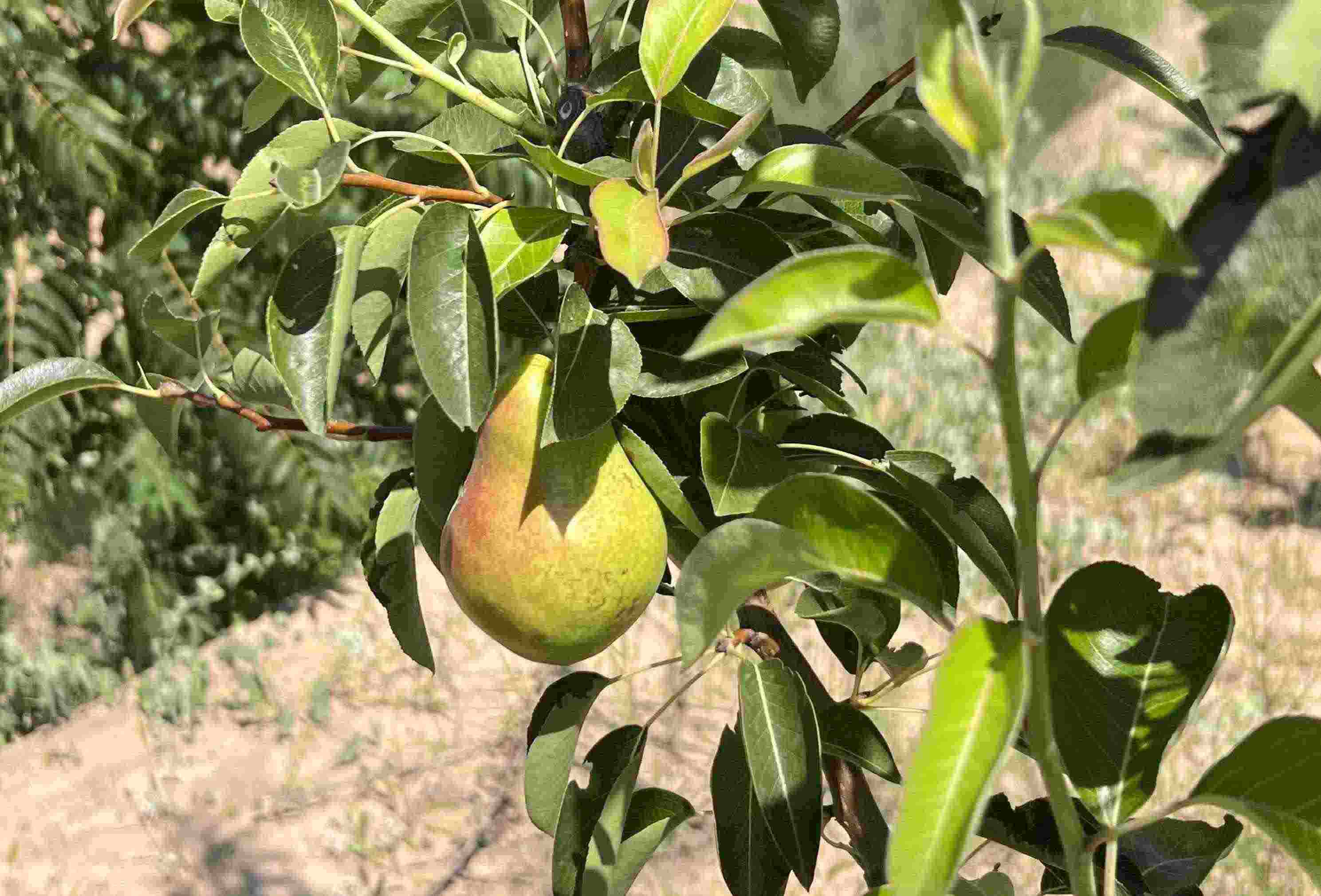 青梨基地果樹上的幼果。人民網(wǎng)記者 王連香攝