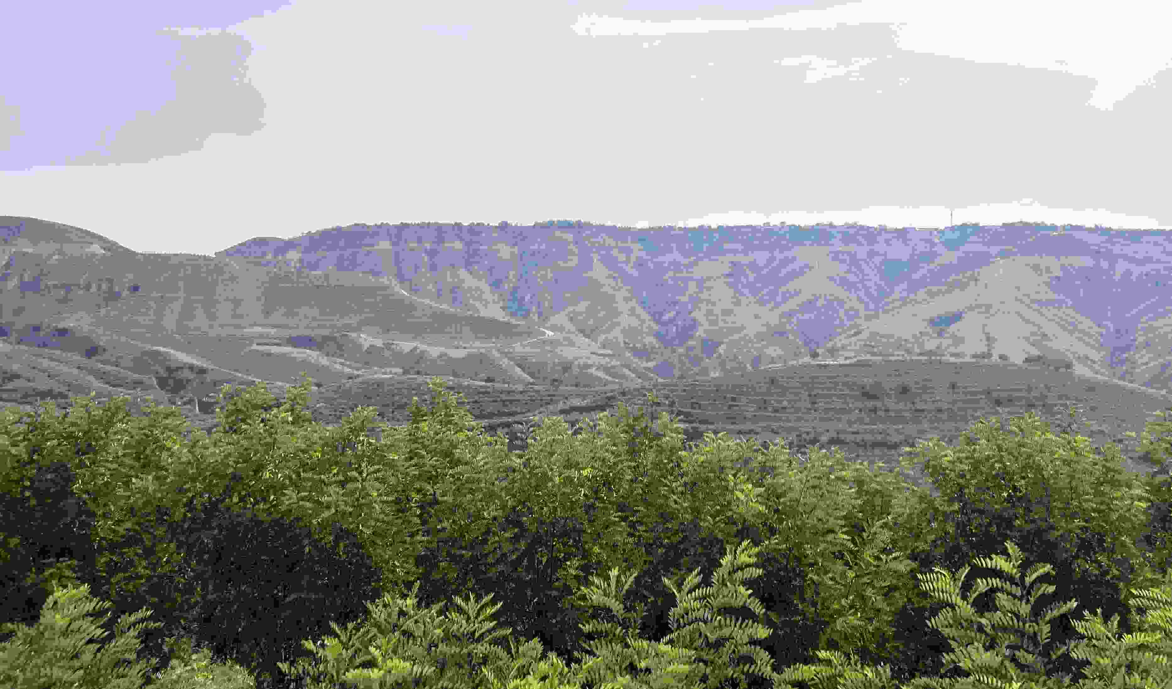 吳堡縣沿黃生態(tài)林。人民網(wǎng)記者 王連香攝