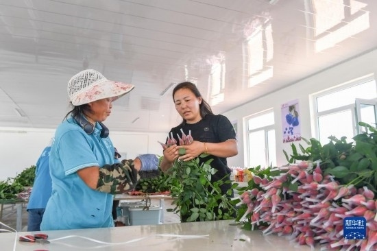 8月17日，吉林省德惠市朱城子鎮(zhèn)沿河村程雪家庭農(nóng)場的負(fù)責(zé)人楊雪（右）指導(dǎo)農(nóng)民修剪玫瑰花。新華社記者 張楠 攝