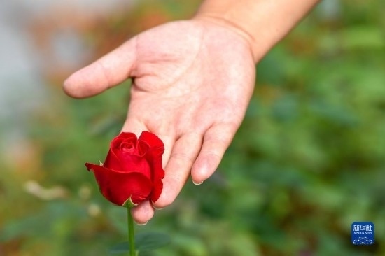 8月17日，吉林省德惠市朱城子鎮(zhèn)沿河村程雪家庭農(nóng)場的負(fù)責(zé)人楊雪在查看玫瑰花長勢。新華社記者 張楠 攝