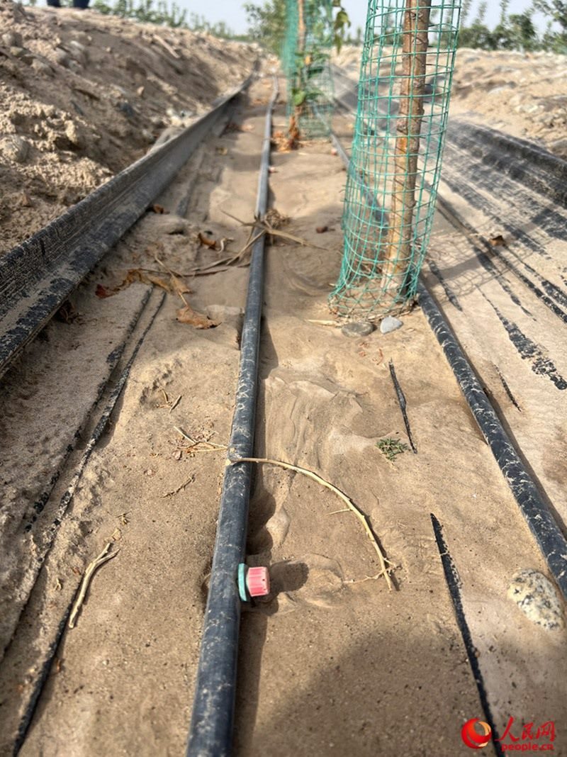 水肥一體化滴灌技術(shù)，可極大節(jié)約用水量。人民網(wǎng)記者 常雪梅攝