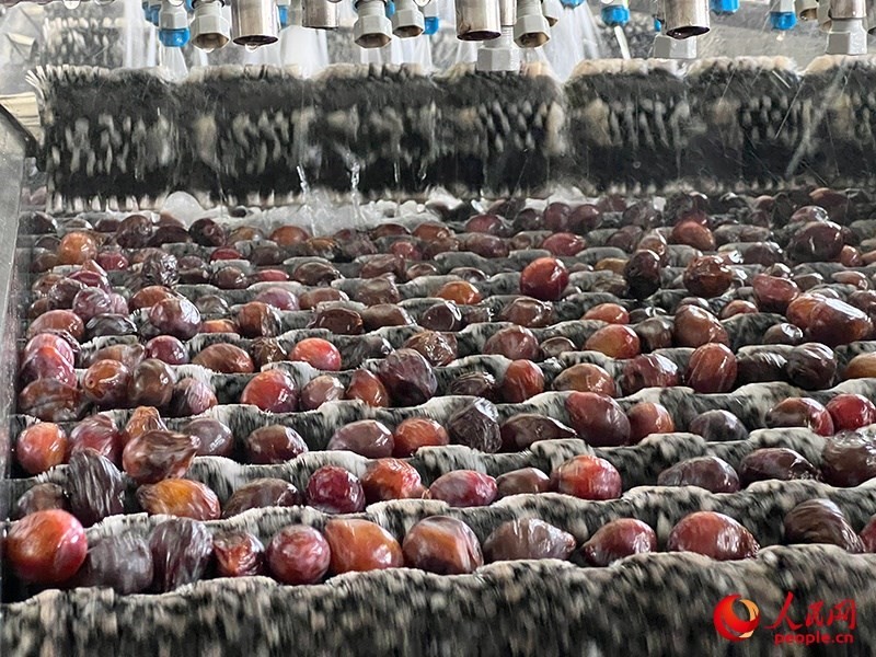 清洗西梅。人民網(wǎng)記者 常雪梅攝