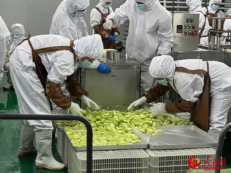 切片哈密瓜將被做成凍干食品。人民網(wǎng)記者 常雪梅攝