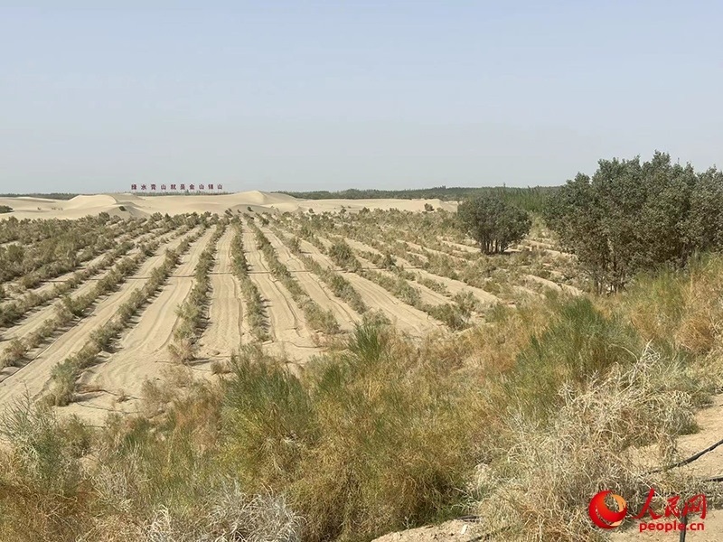 麥蓋提縣百萬畝防風固沙生態(tài)林建設工程。人民網(wǎng)記者 常雪梅攝