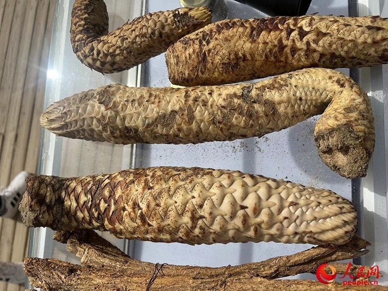 林下經(jīng)濟作物肉蓯蓉。人民網(wǎng)記者 常雪梅攝