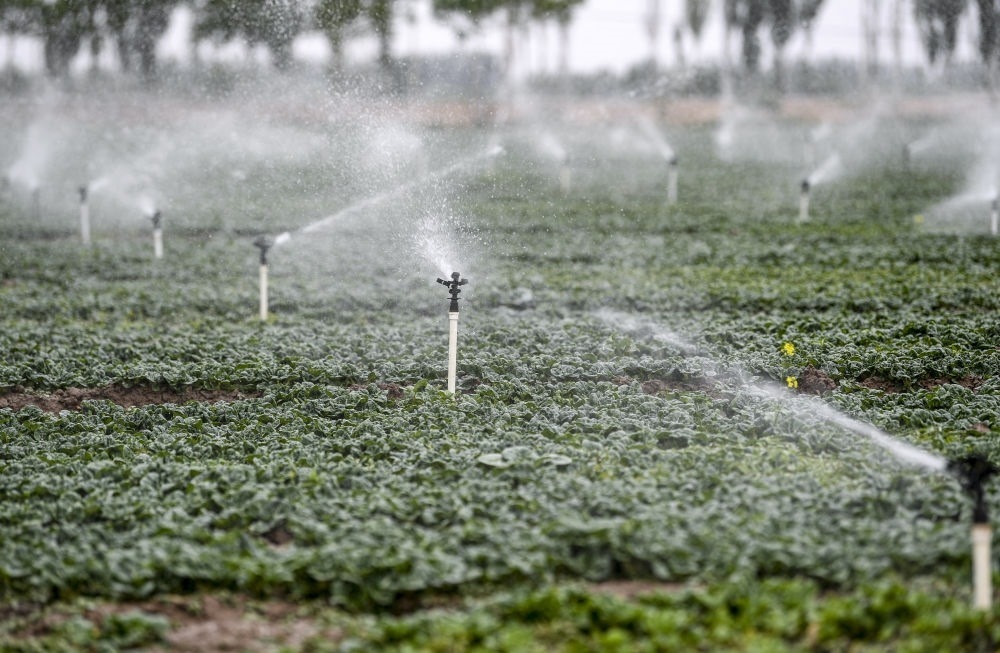 2023年5月25日，在寧夏銀川市永寧縣望洪鎮(zhèn)宋澄村冷涼蔬菜種植基地，小型噴灌節(jié)水設(shè)備在進(jìn)行噴灌作業(yè)。新華社記者 馮開華 攝