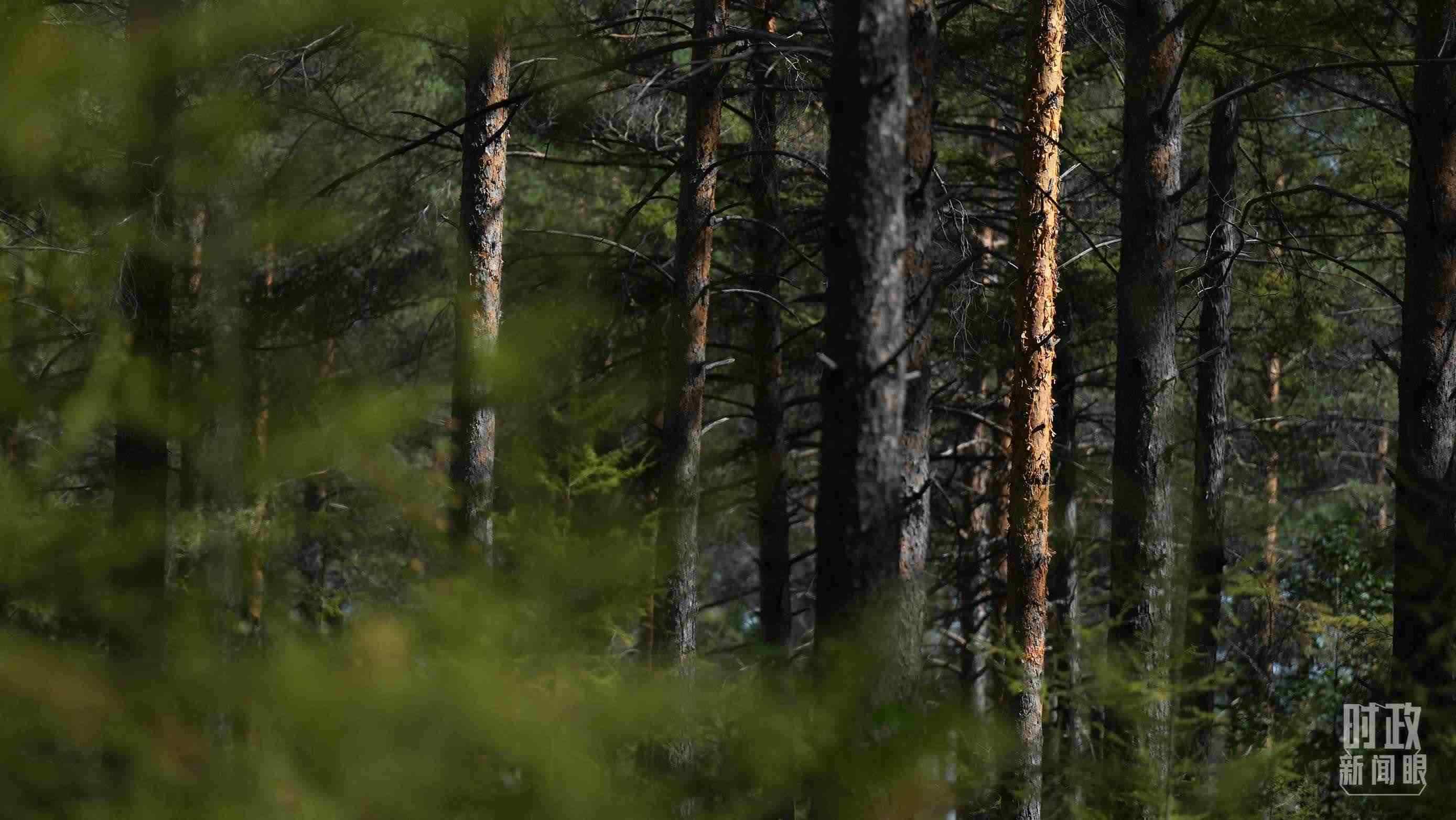 △漠河林場有天然林3.54萬公頃、蓄積量325.3萬立方米。（總臺國廣記者李晉拍攝）