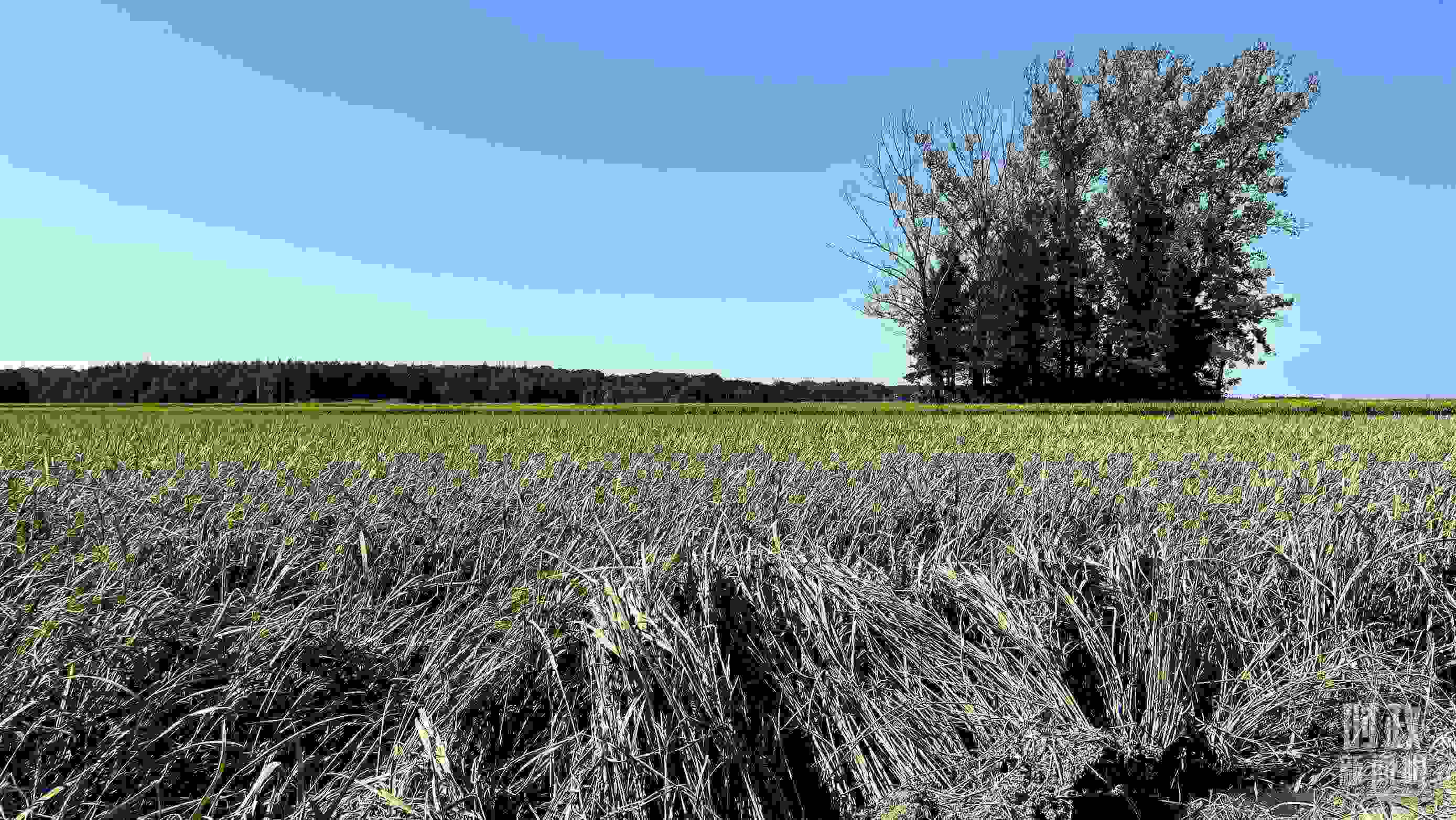 △龍王廟村遭受洪澇災(zāi)害的農(nóng)田。（總臺央視記者邢彬拍攝）