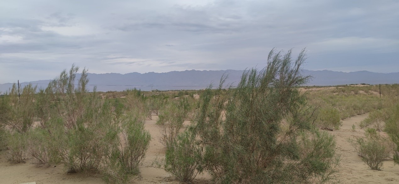 曾經(jīng)的荒漠現(xiàn)已被大面積梭梭林覆蓋。張璐璐 攝