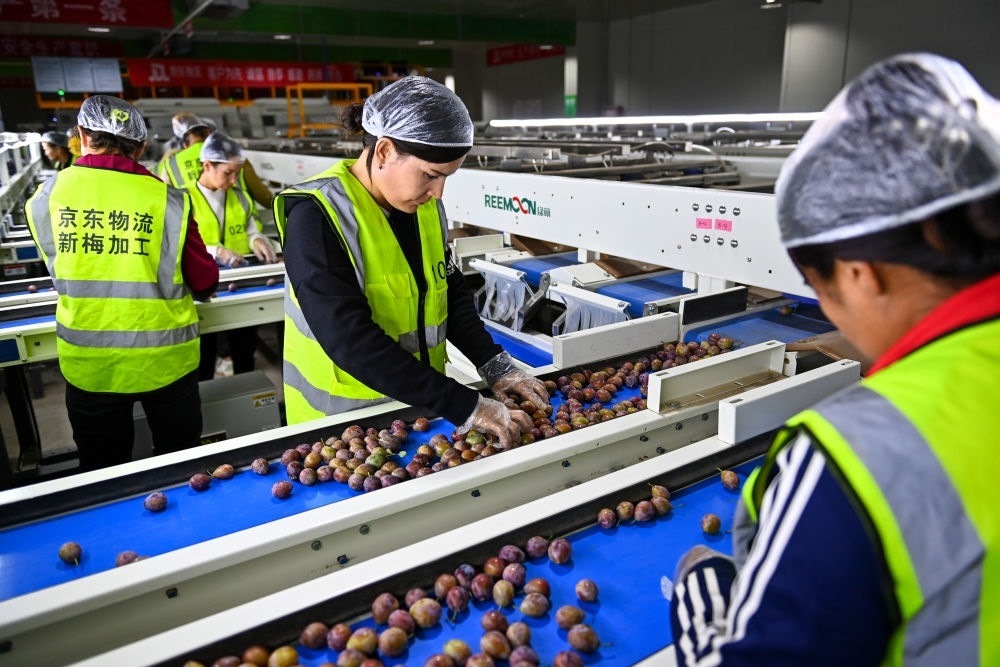 在新疆伽師縣粵伽新梅產(chǎn)業(yè)園內(nèi)的京東物流新疆智能供應(yīng)鏈中心，員工在智能分揀線檢查分選好的新梅（2023年8月30日攝）。新華社記者 丁磊 攝