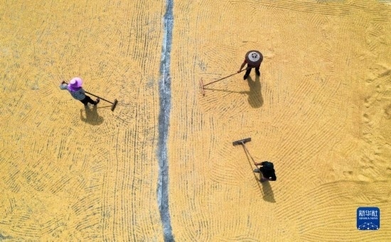 9月16日，湖南省郴州市桂陽縣流峰鎮(zhèn)農(nóng)民在晾曬稻谷（無人機(jī)照片）。