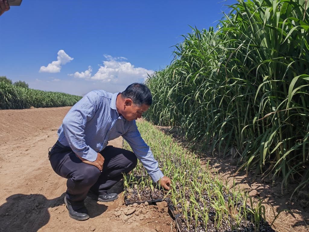 高級農藝師周興德向記者介紹巨菌草幼苗（2023年9月1日攝）。新華社記者馬麗娟 攝