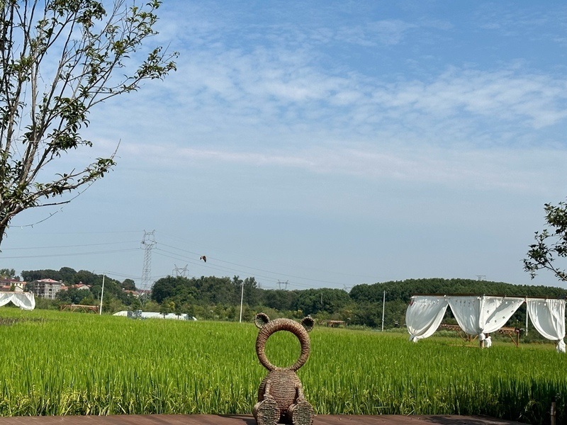 林語未來村打造農(nóng)家畈田園綜合體。人民網(wǎng) 王紹紹攝