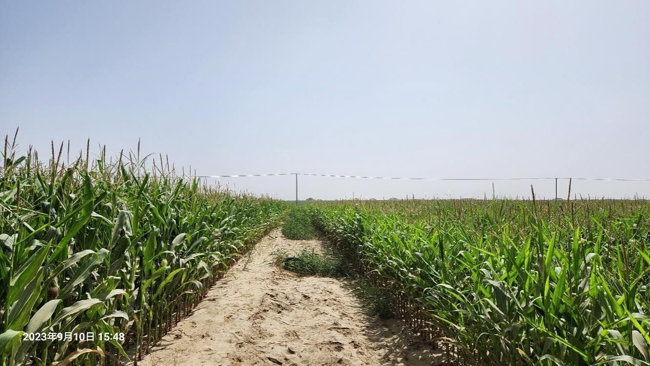 玉米改良40天后對比（左邊為改良組，右邊為對照組）。胡樹文團(tuán)隊(duì)供圖