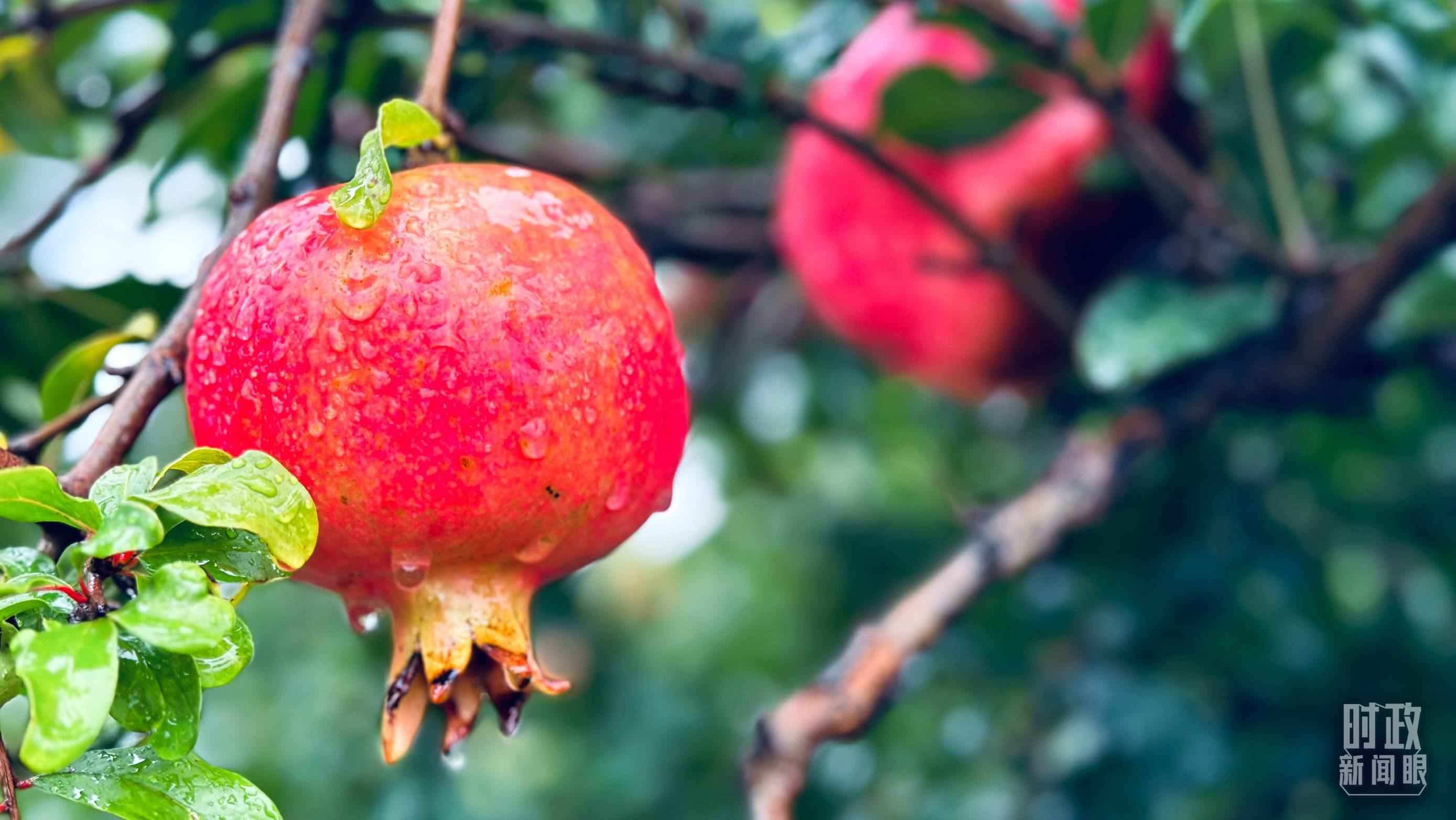 △一場秋雨過后，石榴更顯晶瑩。（總臺央視記者李輝、范一鳴拍攝）
