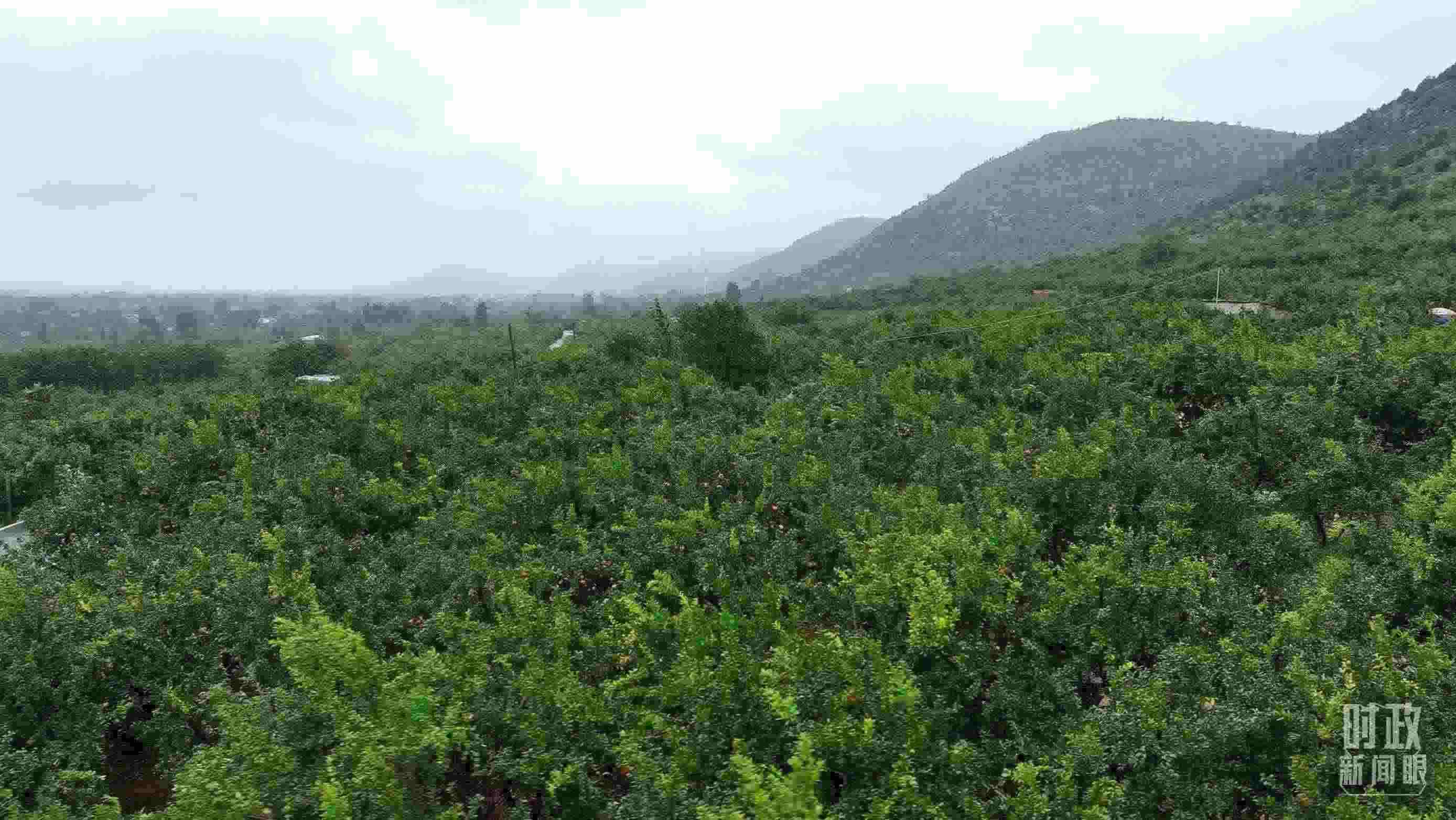 △山東棗莊冠世榴園。（總臺記者韓森、張鵬拍攝）