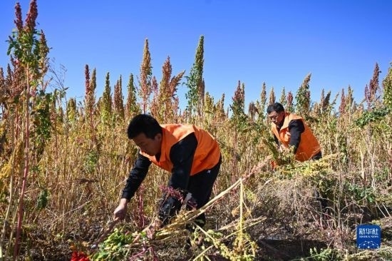 9月28日，農(nóng)民參加內(nèi)蒙古武川縣首屆藜麥開(kāi)鐮節(jié)割藜麥比賽。