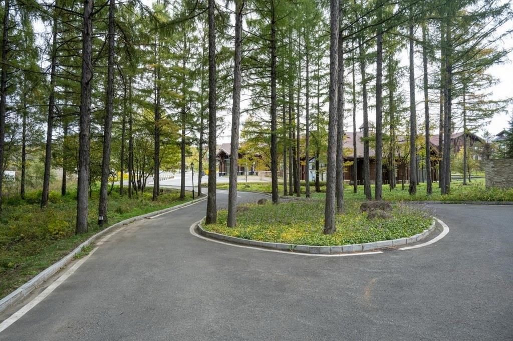 園區(qū)里“路讓樹”成為行為準(zhǔn)則。王哲攝