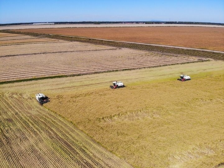 這是在位于黑龍江雙鴨山市友誼縣的北大荒農(nóng)業(yè)股份有限公司友誼分公司一地塊拍攝的水稻收獲現(xiàn)場(chǎng)（2023年9月21日攝，無(wú)人機(jī)照片）。新華社記者 王松 攝