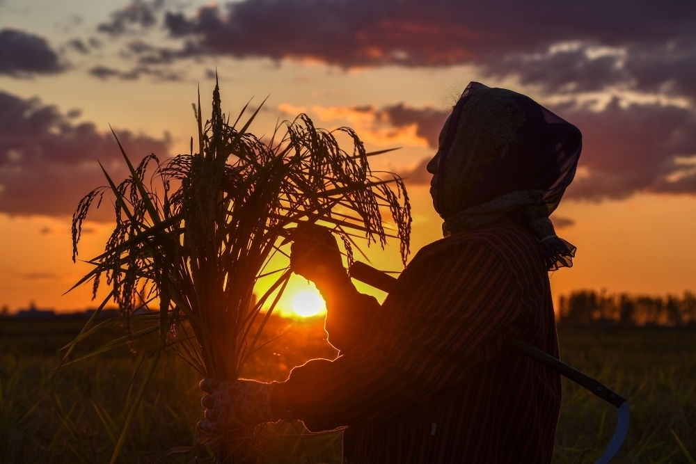農(nóng)民在吉林省吉林市永吉縣萬(wàn)昌鎮(zhèn)花家村收割水稻（2023年9月12日攝）。新華社記者 張楠 攝