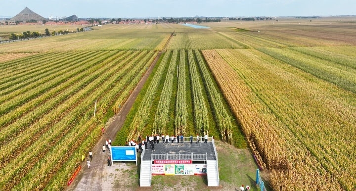 在遼寧省鐵嶺縣蔡牛鎮(zhèn)，外地農(nóng)民到張莊玉米合作社的大田里學(xué)習(xí)玉米選種和栽種技術(shù)（2023年9月26日攝，無(wú)人機(jī)照片）。新華社記者 楊青 攝
