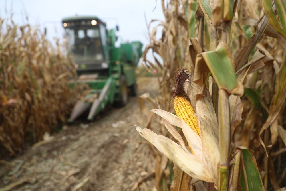 在遼寧省鐵嶺縣蔡牛鎮(zhèn)玉米田里，農(nóng)民駕駛農(nóng)機(jī)收割玉米（2023年9月26日攝）。新華社記者 楊青 攝