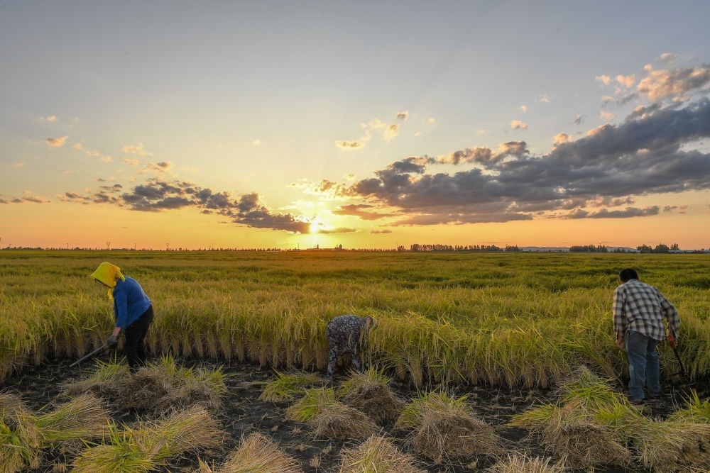 農(nóng)民在吉林省吉林市永吉縣萬(wàn)昌鎮(zhèn)花家村收割水稻（2023年9月12日攝）。新華社記者 張楠 攝