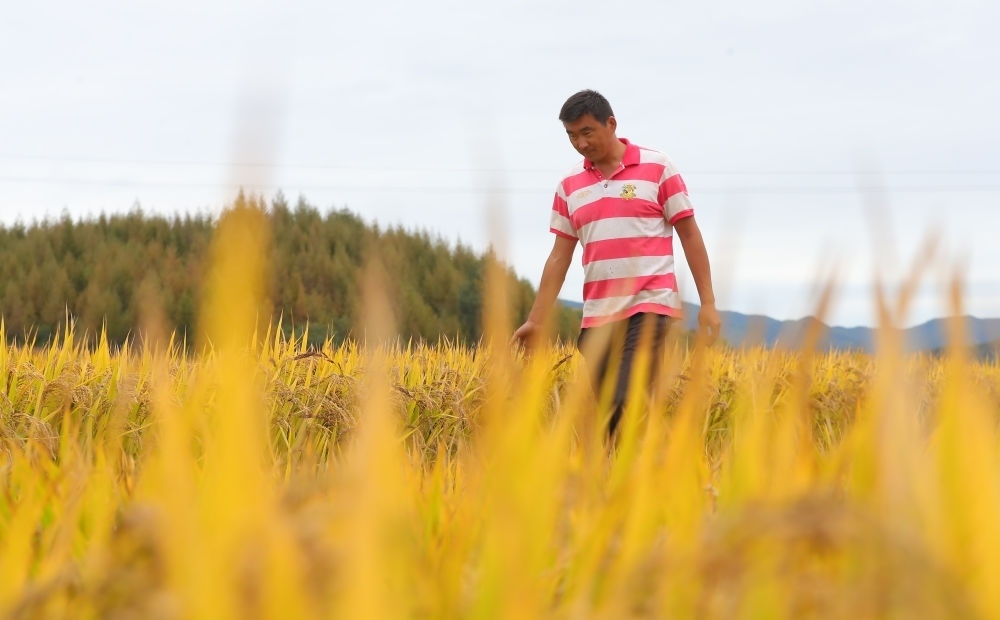 在遼寧省撫順市新賓滿(mǎn)族自治縣新賓鎮(zhèn)的水稻田里，農(nóng)民丁輝查看水稻成熟情況（2023年9月25日攝）。新華社記者 楊青 攝