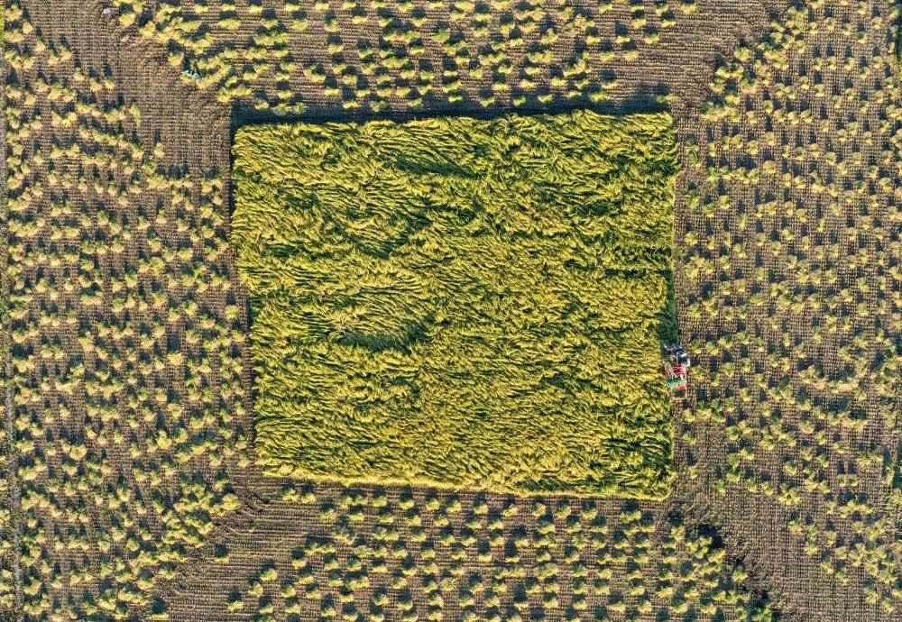 在吉林省舒蘭市平安鎮(zhèn)金星村，農(nóng)民駕駛農(nóng)機(jī)收割水稻（2023年9月21日攝，無(wú)人機(jī)照片）。新華社記者 張楠 攝