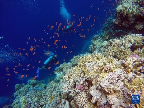  10月2日，人們?cè)诎＜拔髂伟雿u達(dá)哈布藍(lán)洞內(nèi)的珊瑚旁深潛。新華社記者 隋先凱 攝