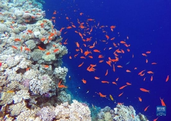  這是10月2日在埃及西奈半島達(dá)哈布藍(lán)洞內(nèi)拍攝的珊瑚和魚類。新華社記者 隋先凱 攝