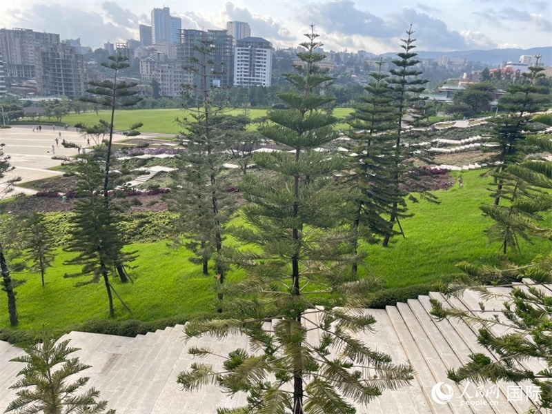 亞的斯亞貝巴友誼廣場的南洋杉。人民網(wǎng)記者 趙艷紅攝