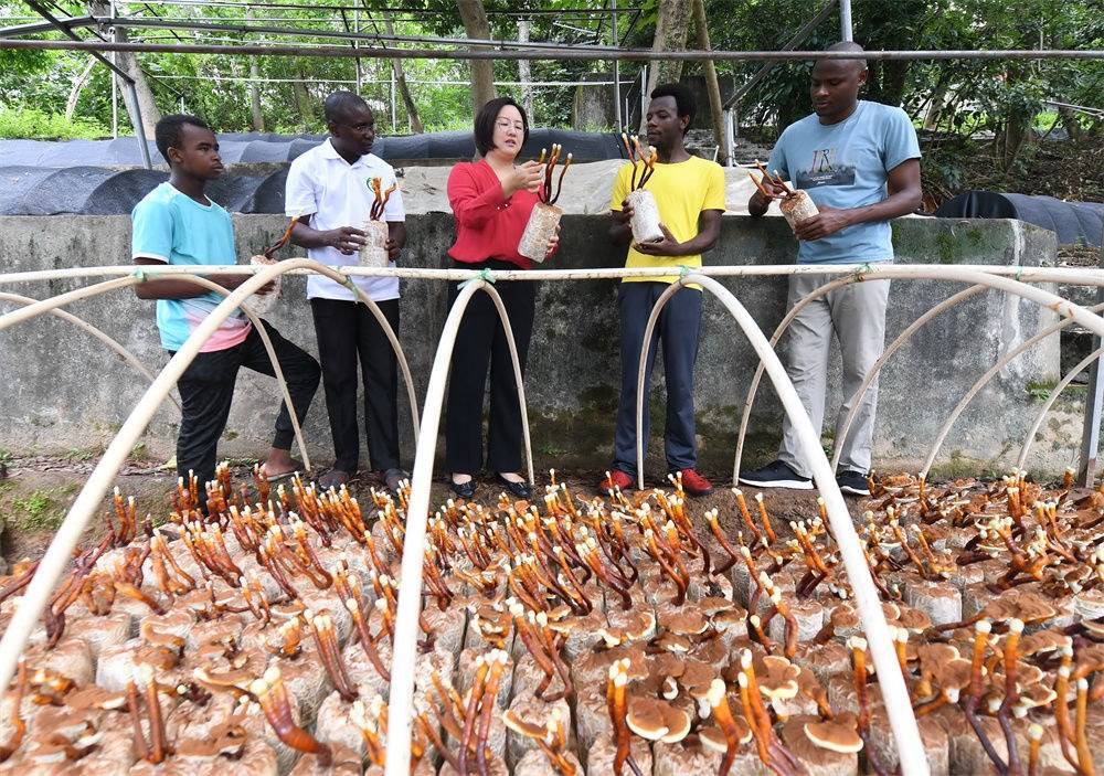 2021年8月12日，福建農(nóng)林大學(xué)國家菌草工程技術(shù)研究中心副主任林冬梅（中）為非洲留學(xué)生講解菌草鹿角靈芝的栽培情況。新華社記者 林善傳 攝