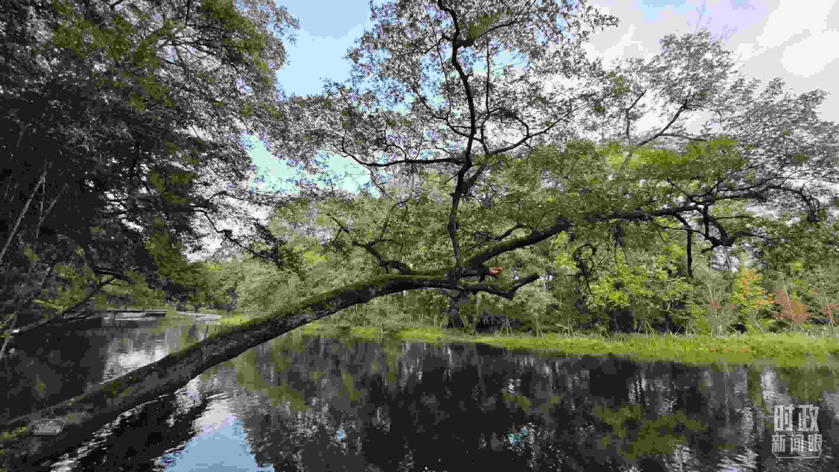 △饒河源國家濕地公園。（總臺央視記者郁振一拍攝）