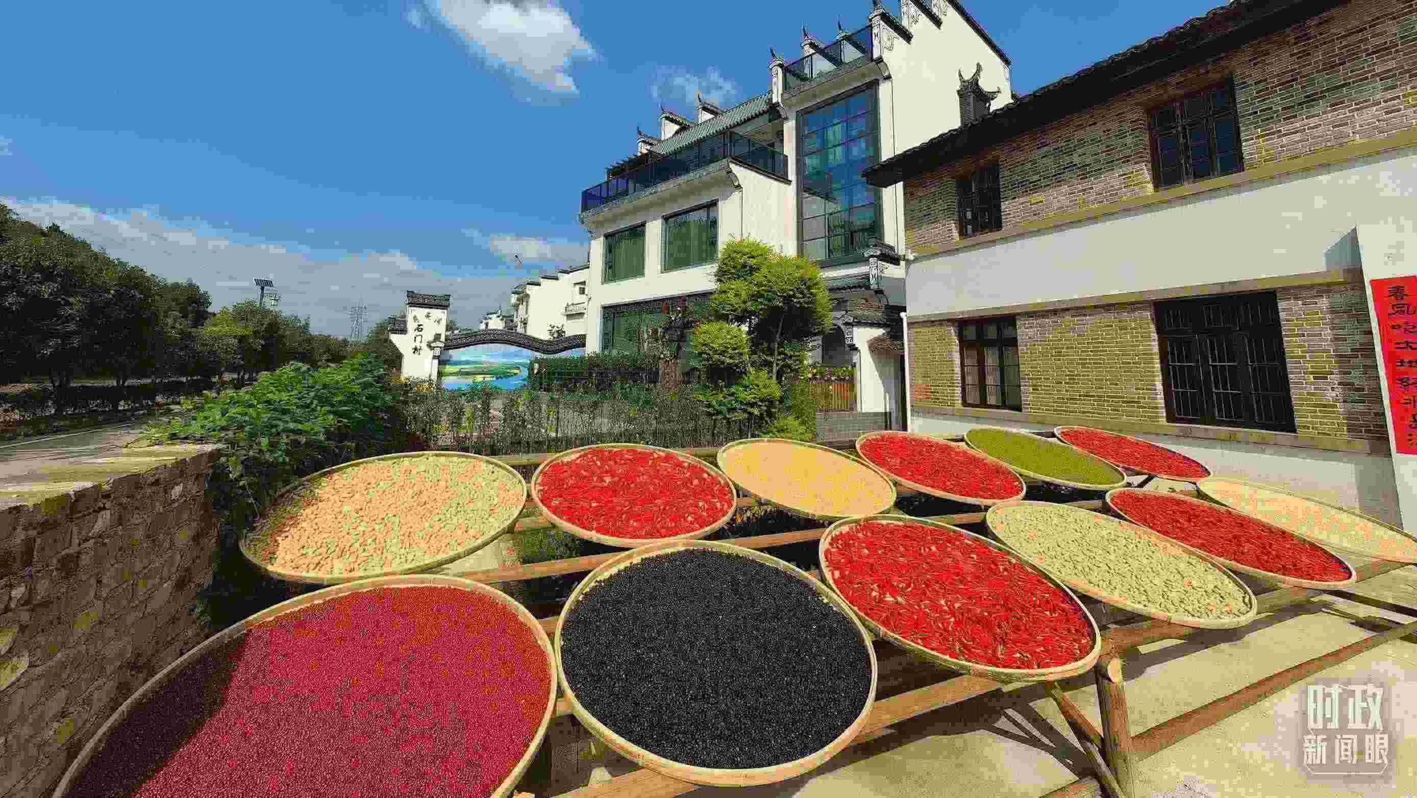 △曬秋農(nóng)俗成為婺源鄉(xiāng)村的一道美麗風景。（總臺央視記者段德文拍攝）