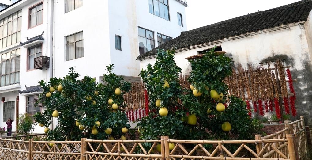 近日在江西省上饒市婺源縣秋口鎮(zhèn)王村石門自然村拍攝的馬家柚。新華社記者 胡晨歡 攝