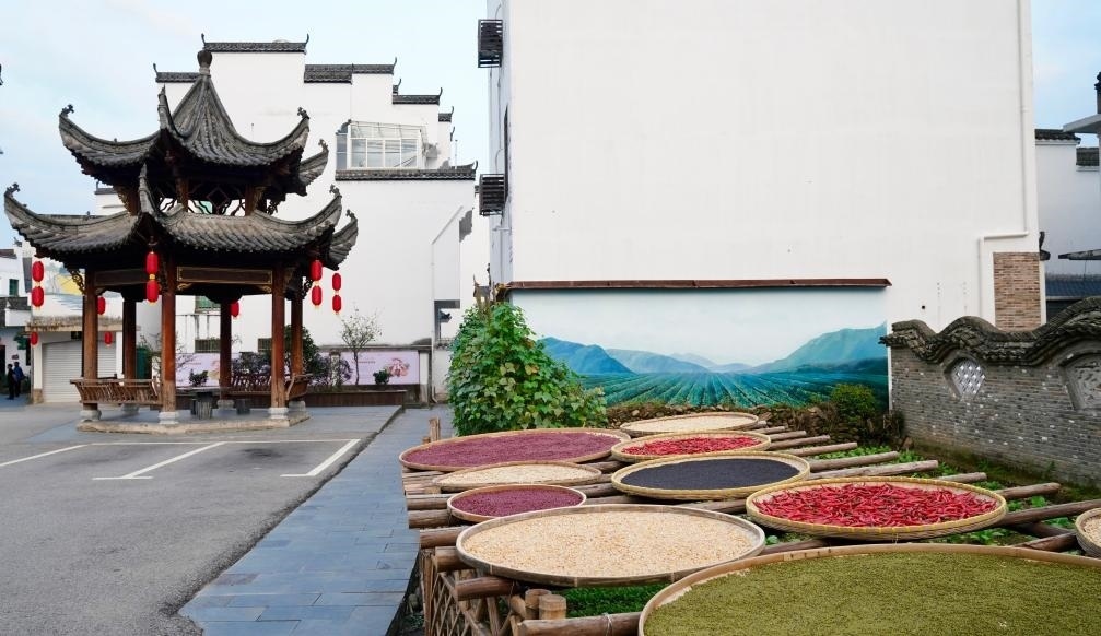 近日拍攝的江西省上饒市婺源縣秋口鎮(zhèn)王村石門自然村曬秋場景。新華社記者 胡晨歡 攝