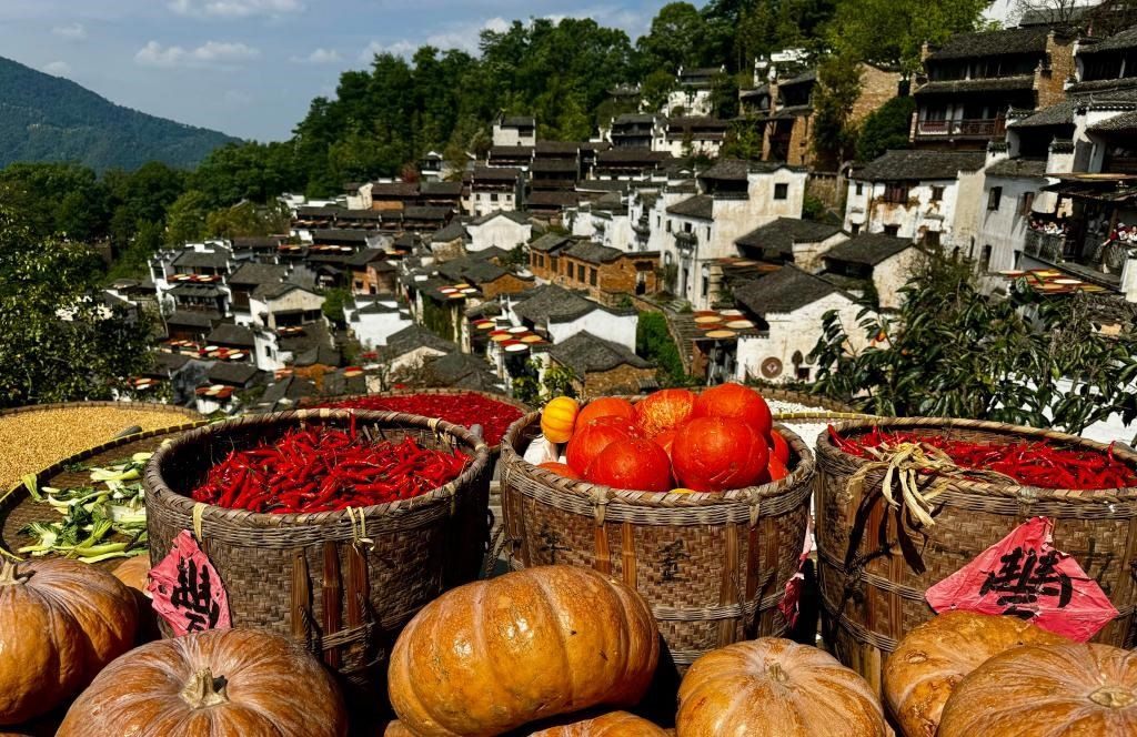 近日拍攝的江西省上饒市婺源縣篁嶺村曬秋畫面。新華社記者 胡晨歡 攝