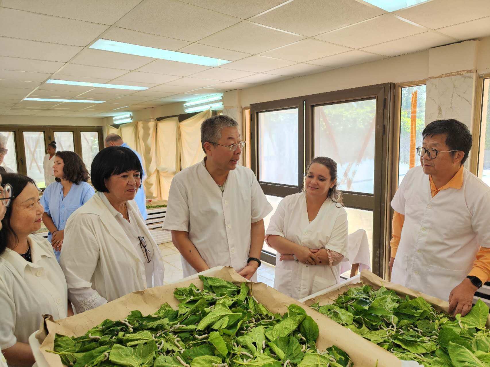 2023年5月23日，中國駐古巴大使馬輝考察古中蠶?？萍己献髦行?。來源：中國駐古巴大使館官網(wǎng)