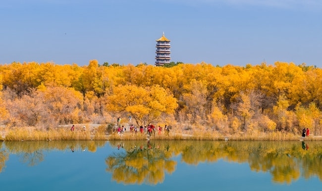 胡楊林金碧耀眼。蘭州局集團(tuán)公司融媒體中心供圖