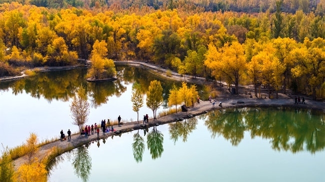 胡楊林金碧耀眼。蘭州局集團(tuán)公司融媒體中心供圖