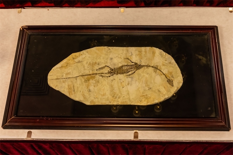 潛龍化石。國家文物局供圖