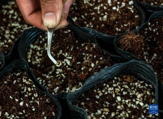 云南錦科花卉工程研究中心里已經(jīng)發(fā)芽的太空種子（4月3日攝）。