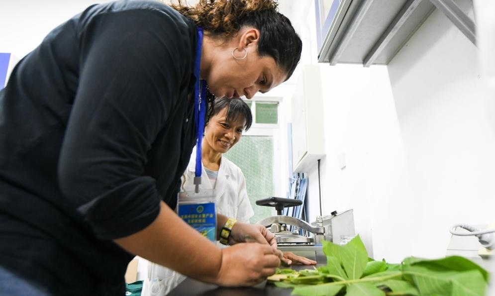 9月17日，來自哥倫比亞的研修班學(xué)員埃文·奧拉亞（左）在中國專家的指導(dǎo)下學(xué)習(xí)實操木薯組培快速繁育技術(shù)。