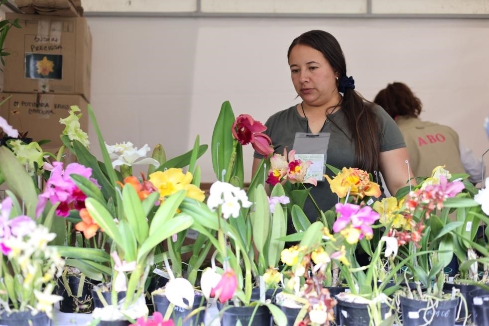 9月14日至17日，哥倫比亞首都波哥大舉辦蘭花展。