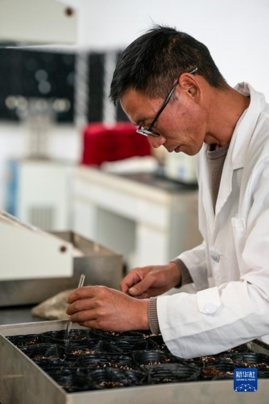 技術(shù)員田連通在實(shí)驗(yàn)室播種太空種子（4月3日攝）。