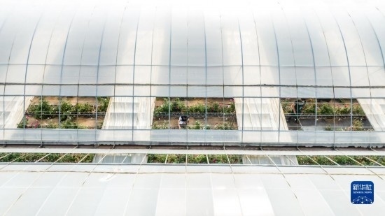 云南省安寧市現(xiàn)代農(nóng)業(yè)園區(qū)玫瑰種植示范園一景（無人機(jī)照片，10月20日攝）。